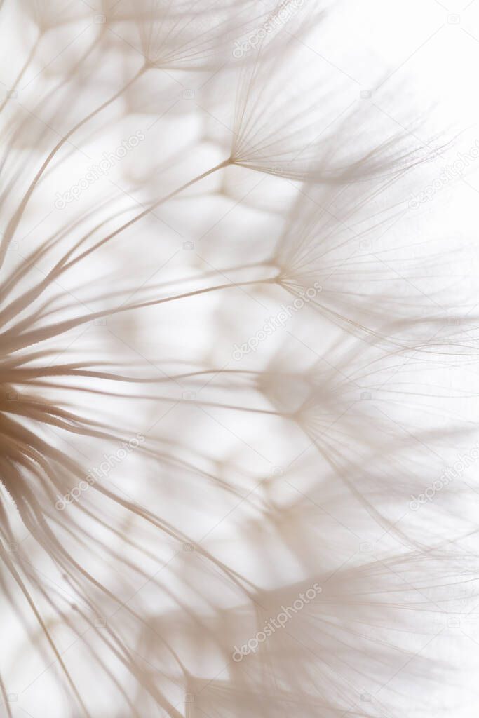 Abstract dandelion macro flower background. Seed macro closeup. Soft focus