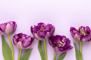 Pastel arka planda leylak lale çiçekleri.