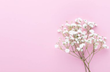 Pastel arka planda çingene çiçekleri. Düz konum, üst görünüm, kopyalama alanı.