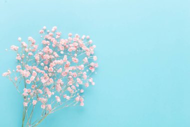 Pastel arka planda çingene çiçekleri. Düz konum, üst görünüm, kopyalama alanı.