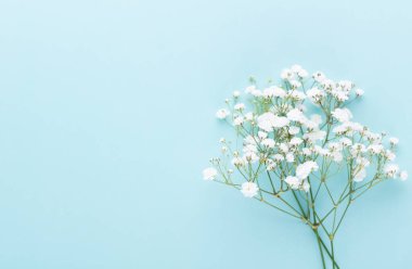 Pastel arka planda çingene çiçekleri. Düz konum, üst görünüm, kopyalama alanı.