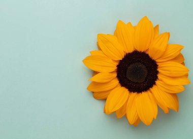 Parlak arka planda güzel, taze bir ayçiçeği. Düz konum, üst görünüm, kopyalama alanı. Ayçiçeği doğal arka plan. Çiçek kartı