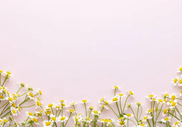 Flowers composition. Chamomile flowers on pastel background. Spring, summer concept. Flat lay, top view, copy space.