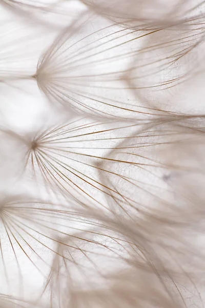Abstract Dandelion Macro Flower Background Seed Macro Closeup Soft Focus — Stockfoto