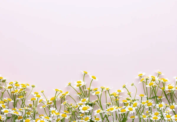 Flowers composition. Chamomile flowers on pastel background. Spring, summer concept. Flat lay, top view, copy space.