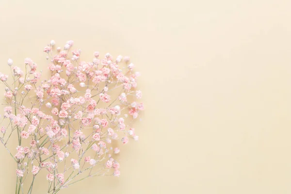 Gypsophila Flowers Pastel Background Flat Lay Top View Copy Space — Stockfoto