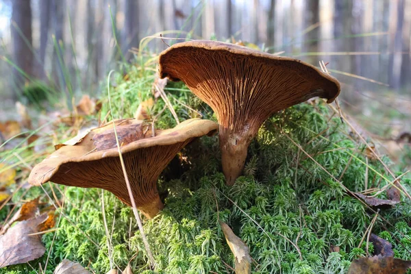 Ядовитый гриб paxillus involutus растет в лесу — стоковое фото