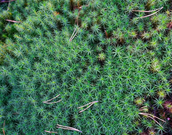 Musgo verde en el bosque de otoño, vista superior. Macro — Foto de Stock