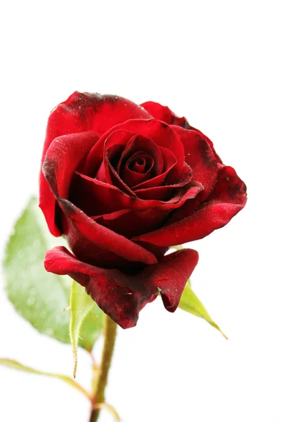 Rote Rose — Stockfoto