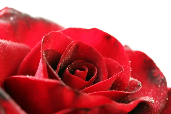 Red rose — Stock Photo, Image