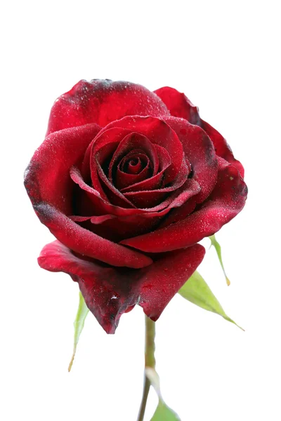 Red rose — Stock Photo, Image