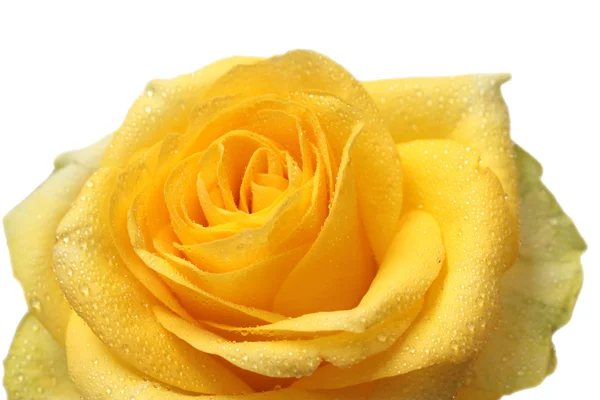 Yellow rose — Stock Photo, Image