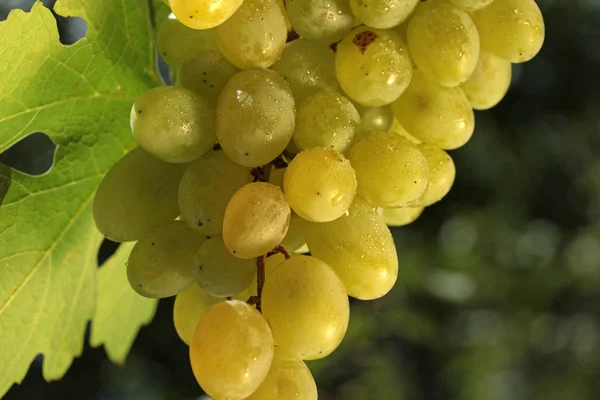 Wine grape — Stock Photo, Image