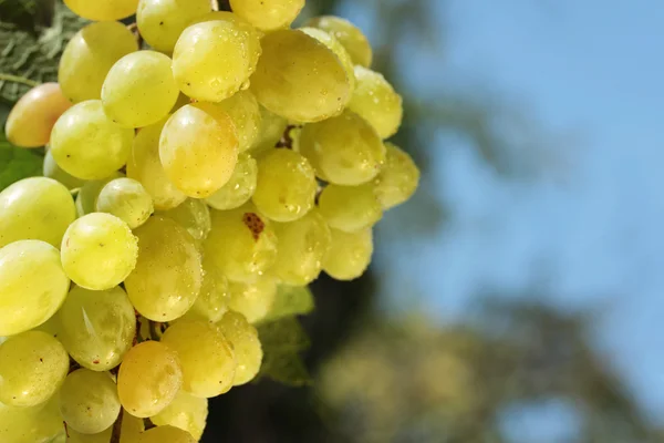 Wine grape — Stock Photo, Image