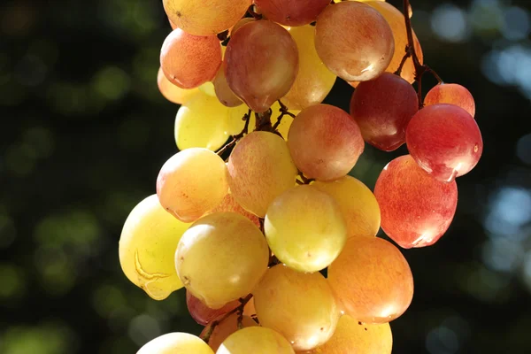 Uva de vinho colorida — Fotografia de Stock