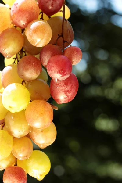 Uva de vinho colorida — Fotografia de Stock