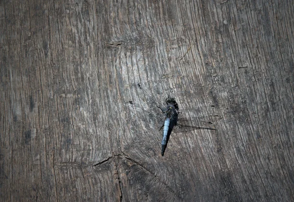 Holztisch mit Libelle — Stockfoto