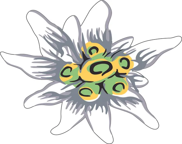 Edelweiss çiçek — Stok Vektör