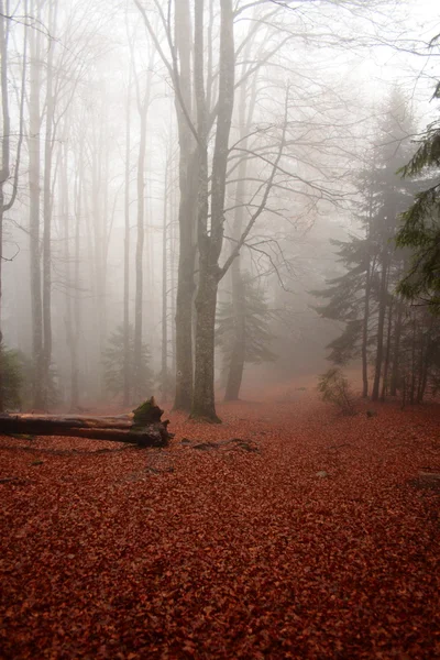 Bos mist — Stockfoto