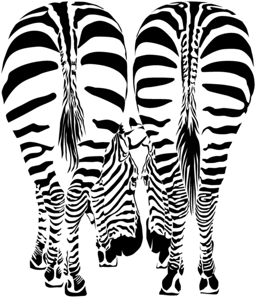 Two zebras eating (vector image) — Stock Vector