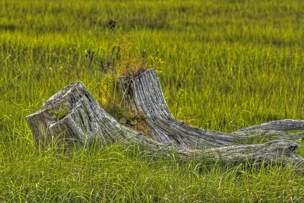 Marsh stubbe — Stockfoto