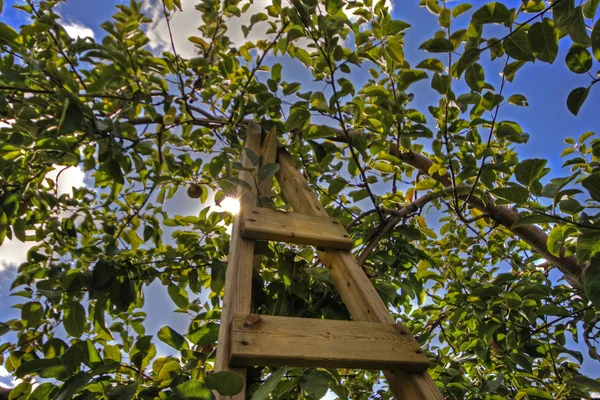 Apple orchard ladder — Stock Photo, Image