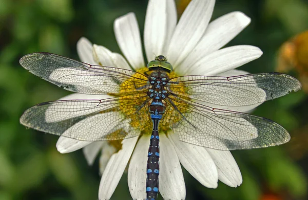 Dragonfly на daisie — стокове фото