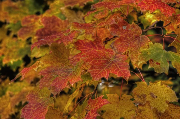 Esdoorn bladeren 58 vallen — Stockfoto