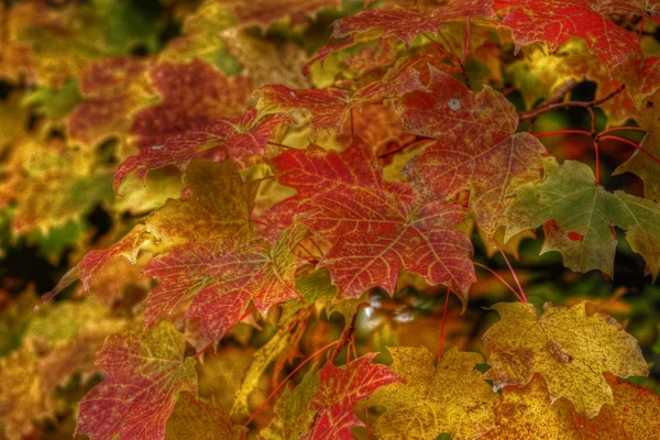 Esdoorn bladeren 57 vallen — Stockfoto