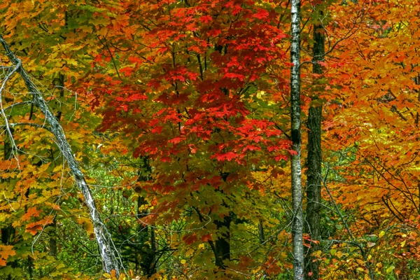 Bunte Herbstbäume 48 — Stockfoto