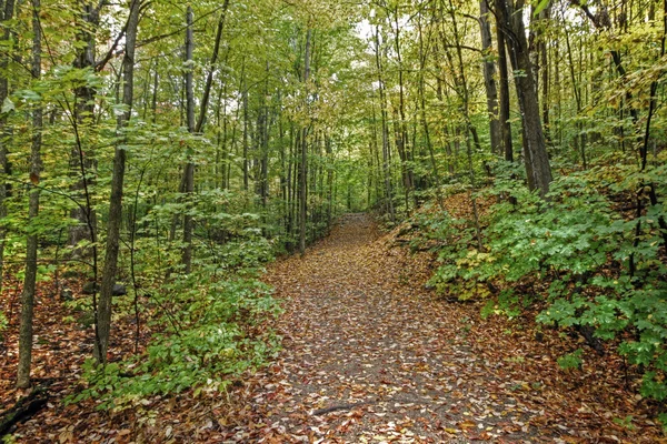 Herbstpfad 57 — Stockfoto