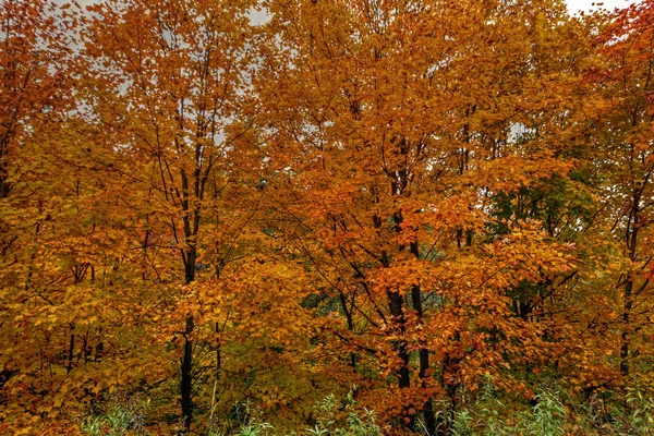 Coloridos árboles de otoño 44 — Foto de Stock