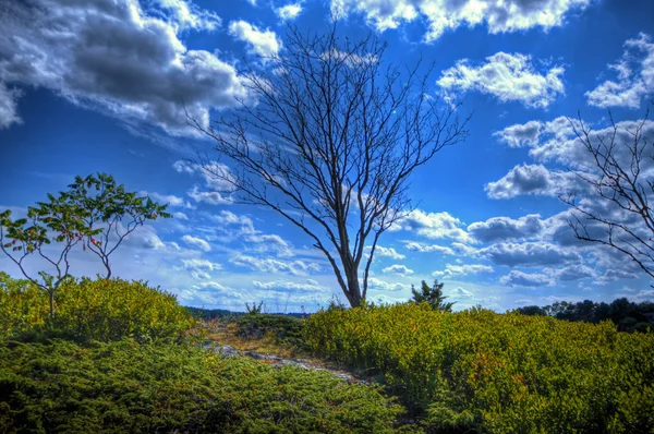 Árvore única 45 — Fotografia de Stock