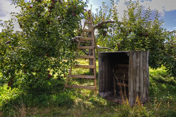 Apple orchard ladder 72 — Stock Photo, Image