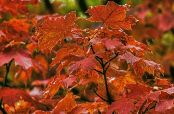 Colorfull herfst bomen 69 — Stockfoto
