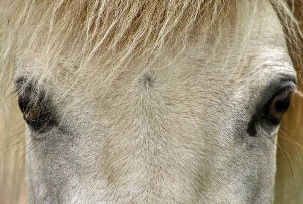 Horse eyes 29 — Stock Photo, Image