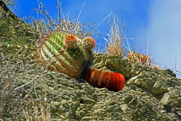 Antigua cactus 120 — Photo