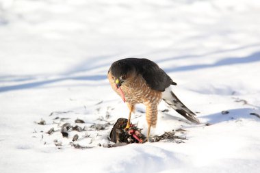 Falcon feeding on a caught prey in winter with close ups.