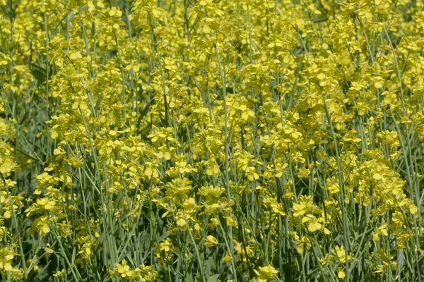 Pei的Canola油田 用于生产黄色光泽的石油 — 图库照片
