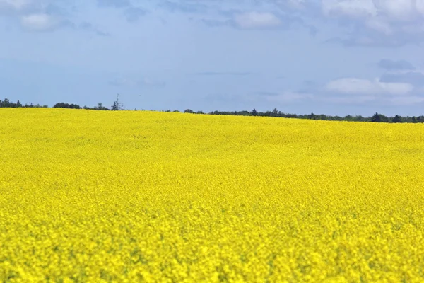 Campo Canola Pei Para Produção Óleo Esplendor Amarelo — Fotografia de Stock