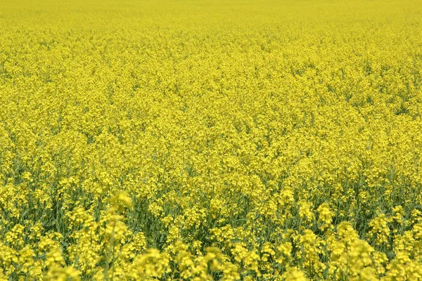 Campo Canola Pei Para Produção Óleo Esplendor Amarelo — Fotografia de Stock