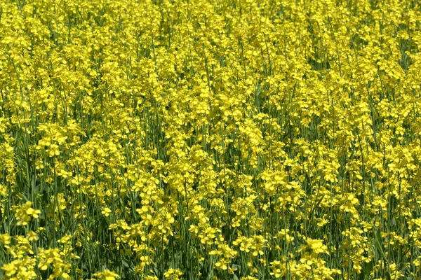 Πεδίο Canola Pei Για Την Παραγωγή Πετρελαίου Κίτρινο Μεγαλείο — Φωτογραφία Αρχείου