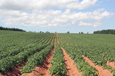 PEI tarlalarında sıra sıra patates hasat için bekliyor.