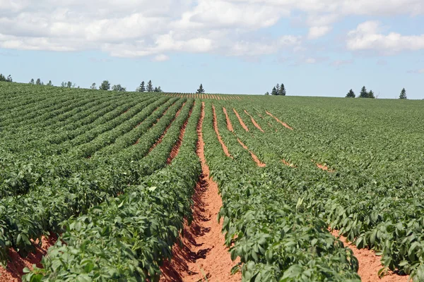 Rows Potatoes Pei Farm Fields Waitng Harvest — Stock Photo, Image