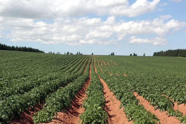 Rows Potatoes Pei Farm Fields Waitng Harvest — Stock Photo, Image