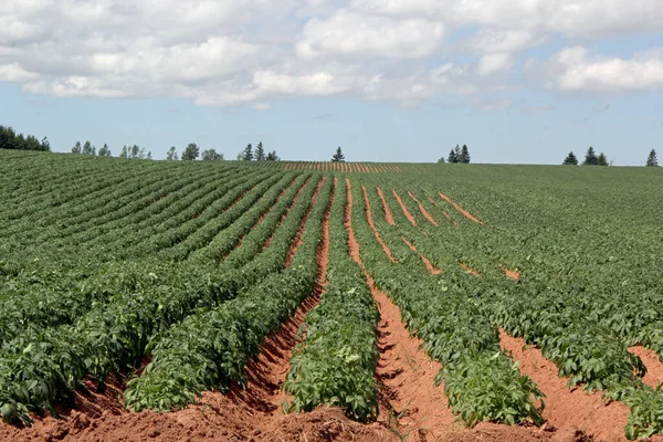 Rows Potatoes Pei Farm Fields Waitng Harvest — Stock Photo, Image