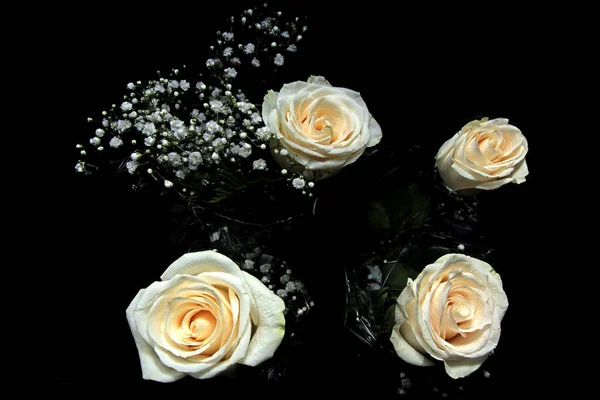 White roses black background Stock Photos Royalty Free White