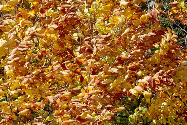 Herfst Scène Met Bladeren Van Verschillende Kleuren Flank Van Berg — Stockfoto