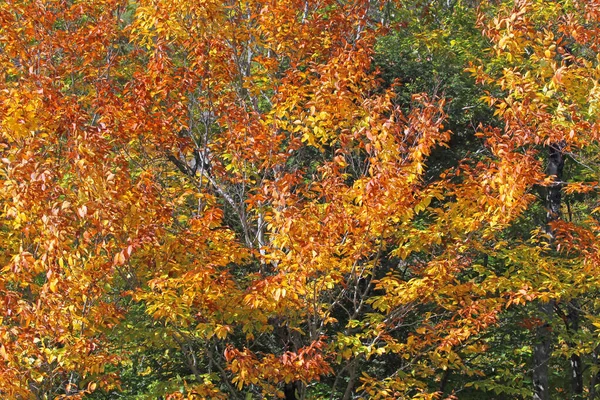 Herbstszene Mit Blättern Verschiedenen Farben Bergflanke — Stockfoto