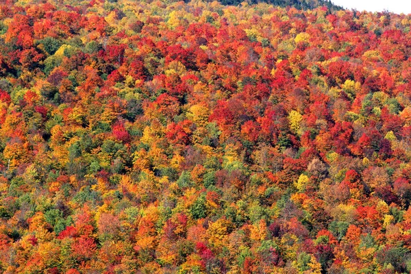 Herfst Scène Met Bladeren Van Verschillende Kleuren Flank Van Berg — Stockfoto